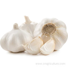 Pure White Garlic Cloves Chinese Garlic